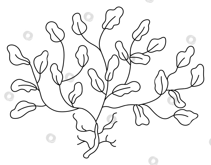 Скачать Векторный черно-белый значок морских водорослей. Иллюстрация "Под линией моря" с милой филлофорой. Клипарт океанического растения. Мультяшный подводный или морской клип-арт, раскраска для детей фотосток Ozero