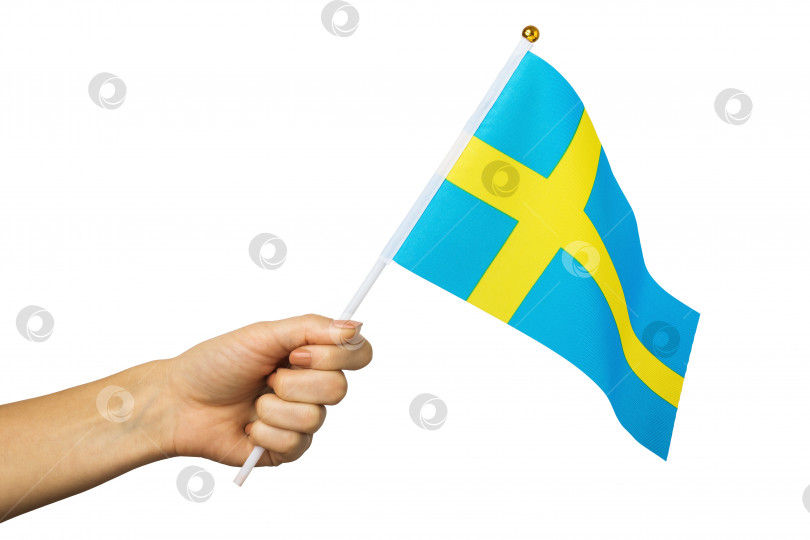 Скачать Женская рука, держащая шведский флаг, выделенный на белом фоне, шаблон для дизайнеров фотосток Ozero