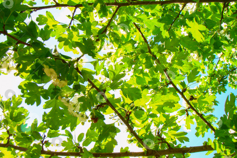 Скачать яркое солнце просвечивает сквозь зеленые листья боярышника фотосток Ozero