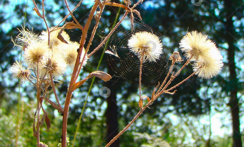 Скачать паук на ярко-белых пушистых сухоцветах фотосток Ozero