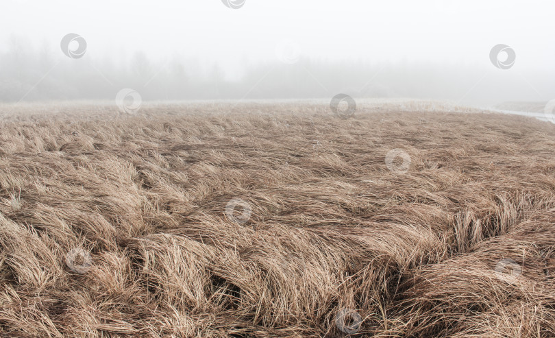 Скачать Туман над осенним полем. фотосток Ozero