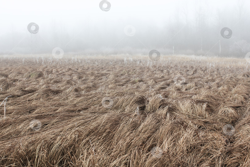 Скачать Туман в поле с пожухлой травой фотосток Ozero