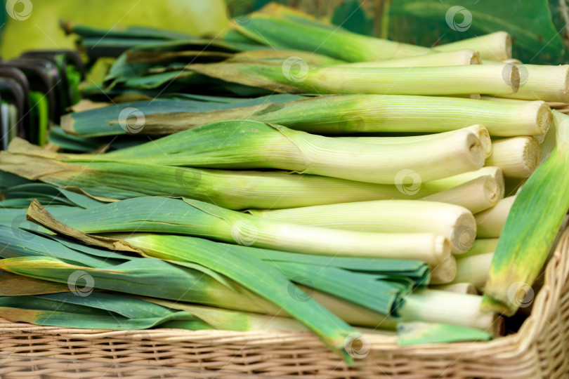 Скачать Свежесобранный лук-порей, allium ampeloprasum, сорт Мюссельбург, в продуктовом гипермаркете фотосток Ozero