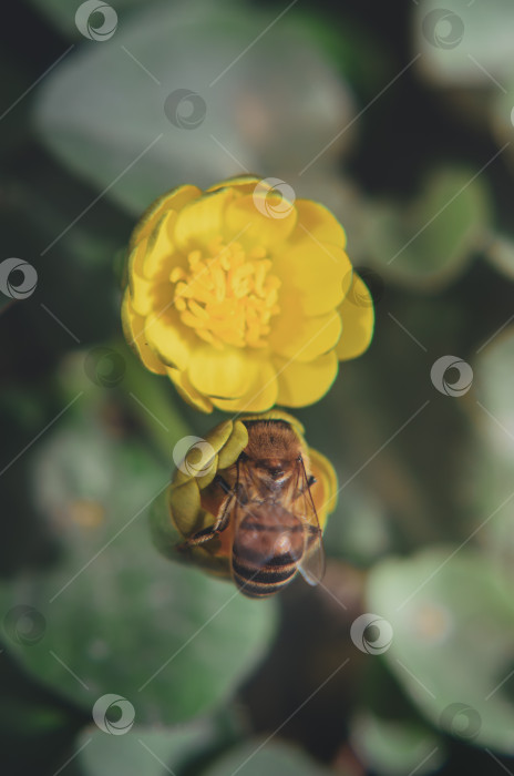 Скачать Пчела на желтом первоцвете крупным планом. фотосток Ozero