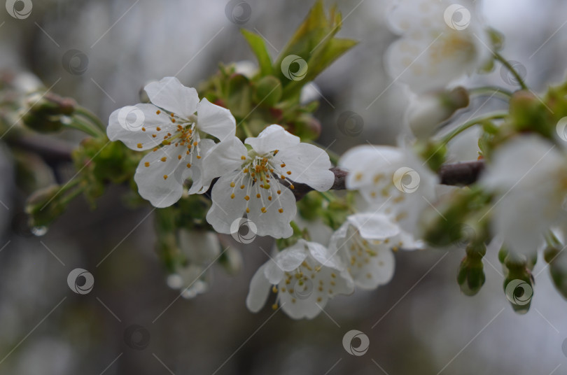 Скачать Белоснежные цветы вишни фотосток Ozero
