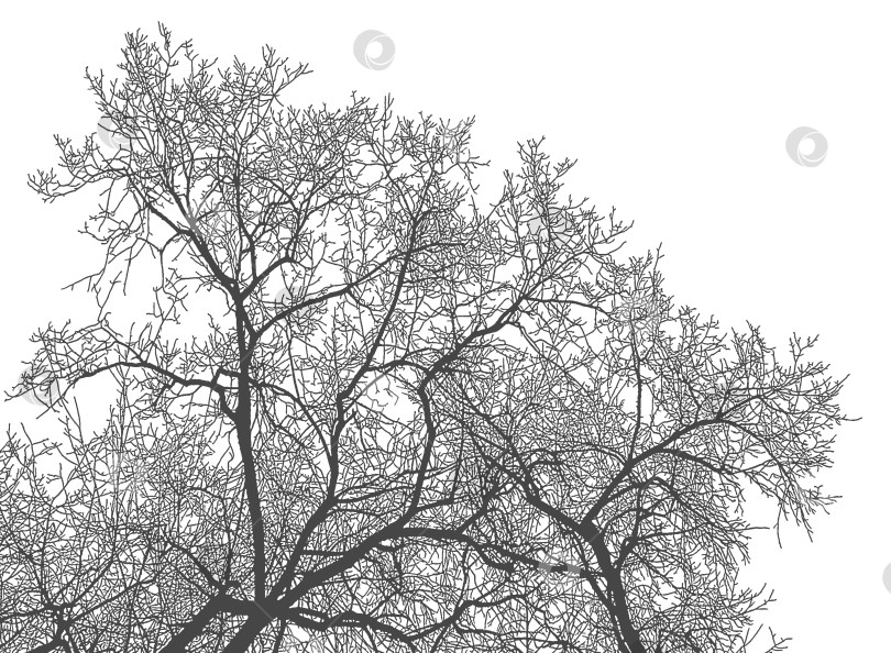 Скачать Силуэт ветвей дерева на белом фоне, ветки вяза. фотосток Ozero