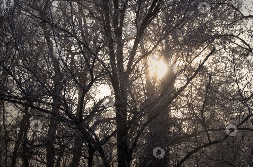 Скачать Свет зимнего солнца сквозь голые ветви деревьев фотосток Ozero