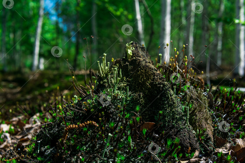 Скачать остатки трухлявого пня в лесу, покрытые мхом и лишайником фотосток Ozero