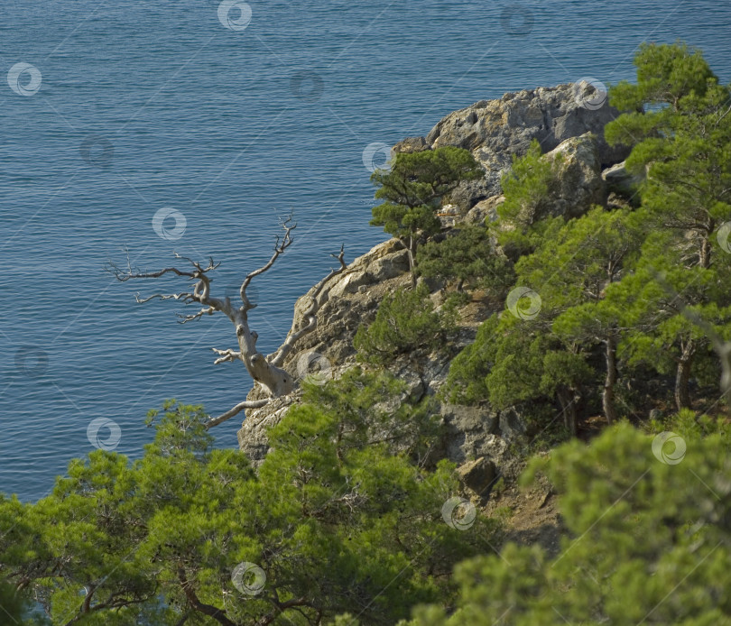 Скачать Засохшая сосна с видом на море. фотосток Ozero