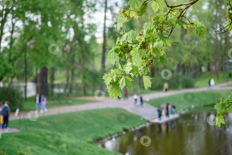 Скачать Ветка дерева с зелеными листьями на фоне летнего парка фотосток Ozero