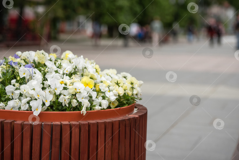 Скачать Городская клумба крупным планом фотосток Ozero