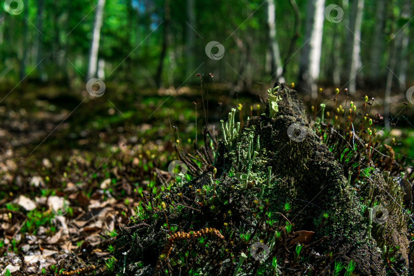 Скачать остатки трухлявого пня в лесу, покрытые мхом и лишайником фотосток Ozero
