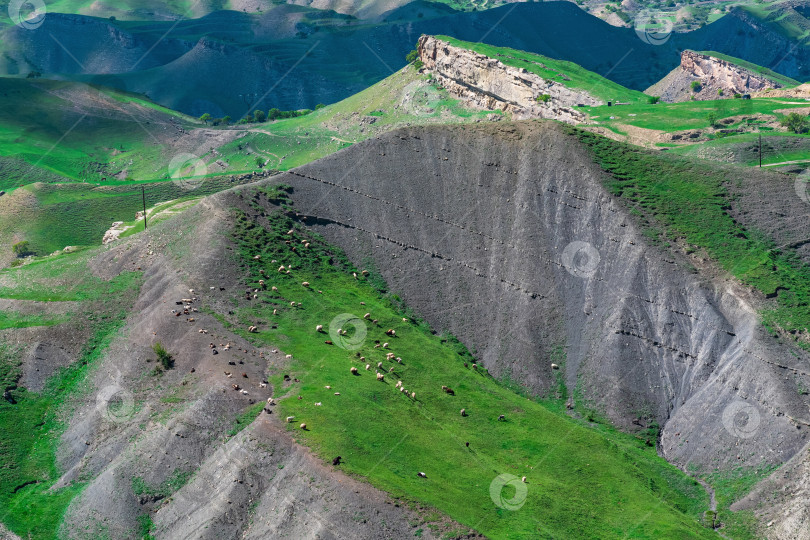 Скачать альпийское пастбище со стадом овец, вид с высоты птичьего полета фотосток Ozero