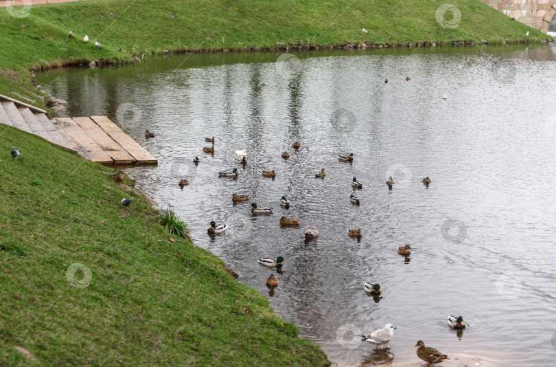 Скачать Утки плавают в пруду в парке фотосток Ozero