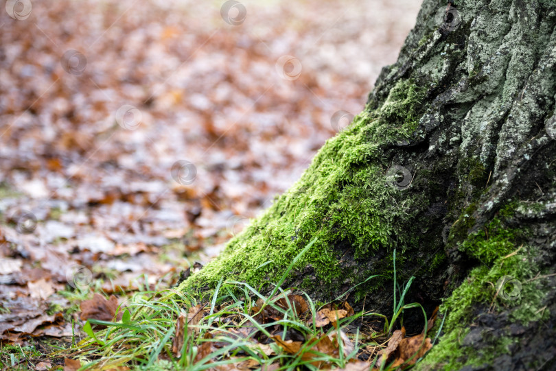 Скачать Зеленый мох у основания ствола старого дерева фотосток Ozero