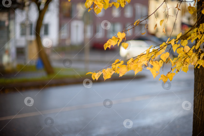 Скачать ветка дерева с желтыми осенними листьями в городе фотосток Ozero