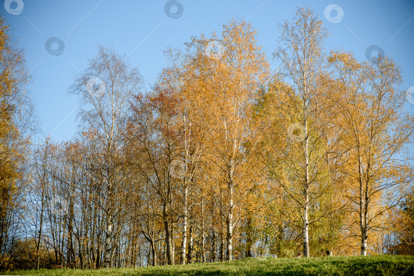 Скачать Осенние деревья с желтыми листьями в парке фотосток Ozero