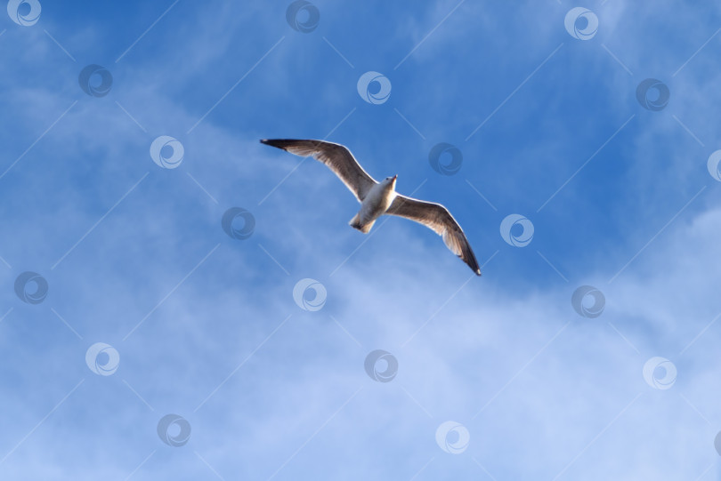 Скачать Чайка летит в голубом небе фотосток Ozero