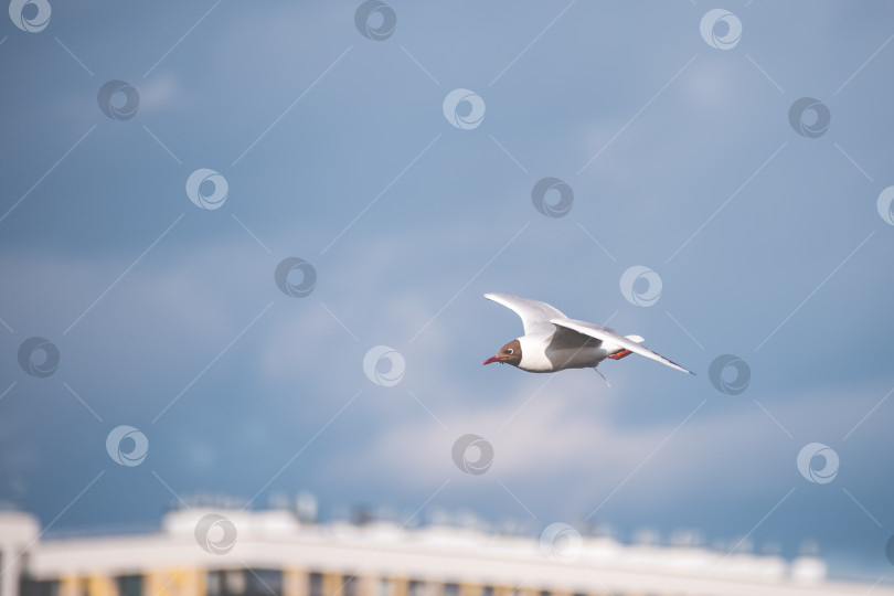 Скачать Чайка летит в небе над городом фотосток Ozero