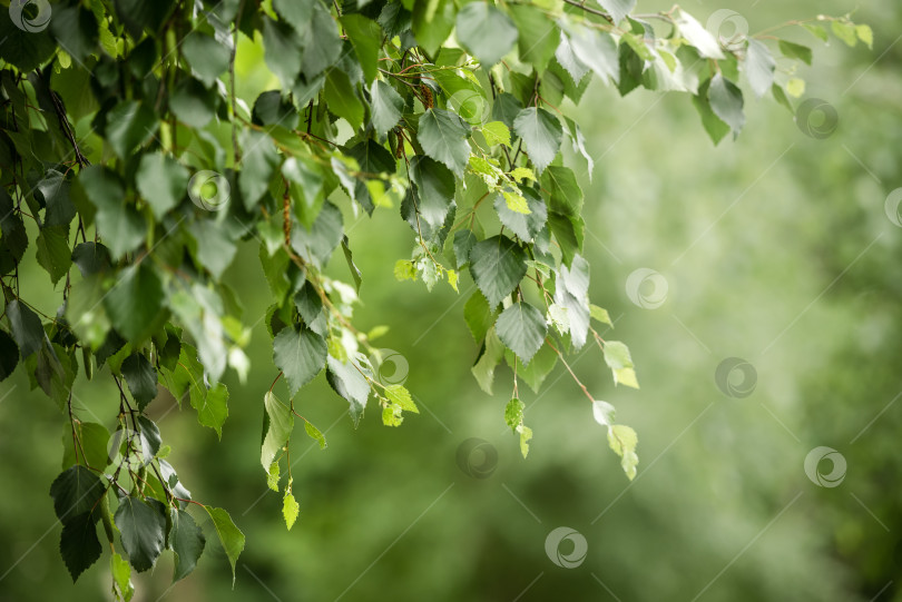 Скачать Натуральные зеленые листья на естественном фоне фотосток Ozero