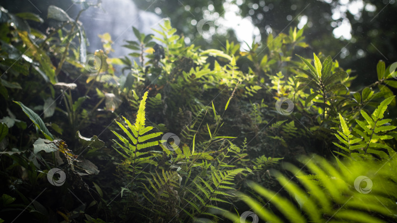 Скачать powerful tropical jungle, green massif, ferns, palm trees, sunlight мощные тропические джунгли, зеленый массив, папоротники, пальмы, солнечный свет фотосток Ozero