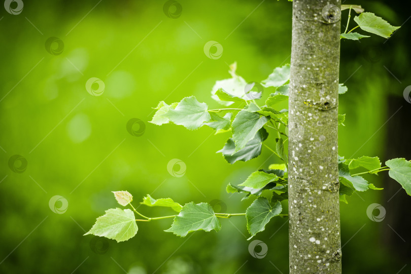 Скачать Зеленые листья - молодые побеги на стволе фотосток Ozero