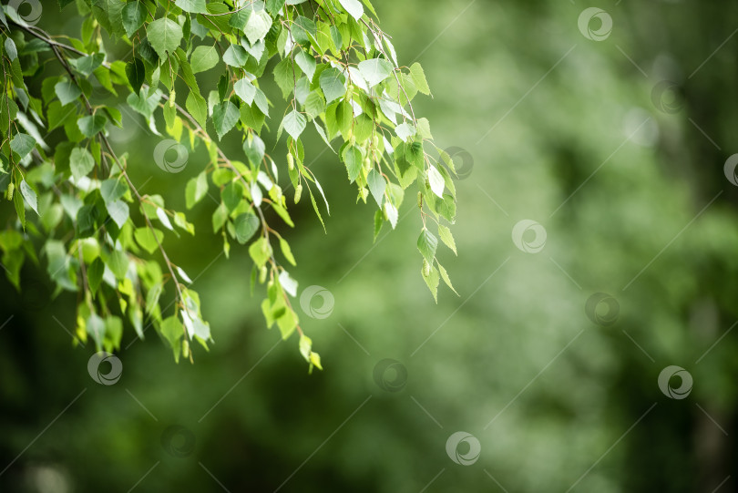 Скачать Натуральные зеленые листья на естественном фоне фотосток Ozero