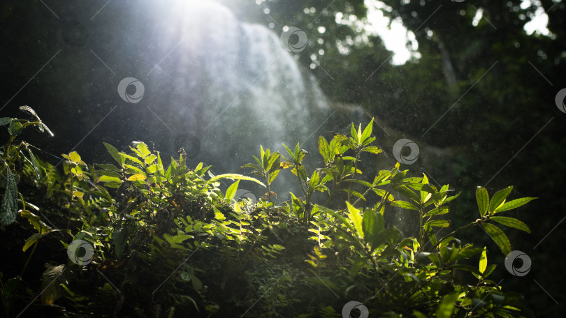 Скачать powerful tropical jungle, green massif, ferns, palm trees, sunlight мощные тропические джунгли, зеленый массив, папоротники, пальмы, солнечный свет фотосток Ozero