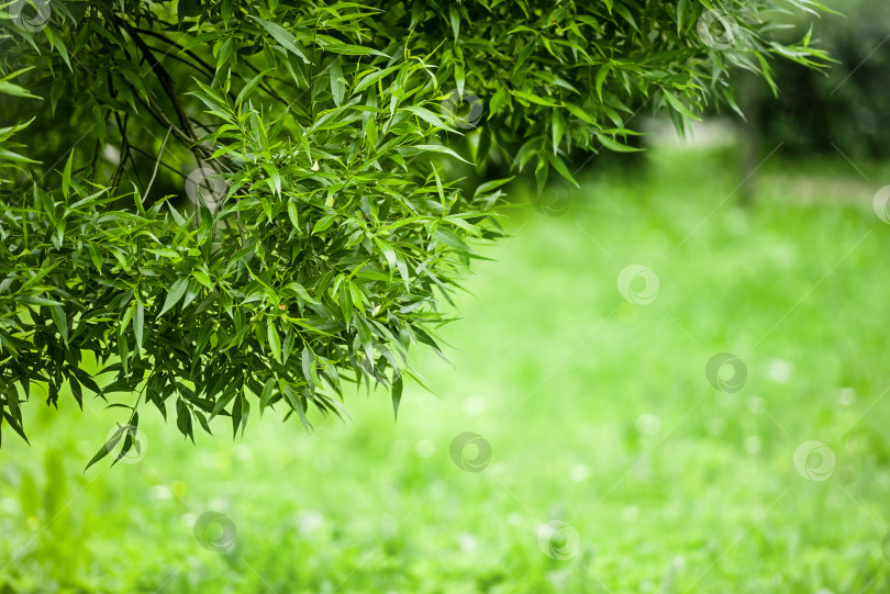 Скачать Летний зеленый естественный фон - размытый фон парка фотосток Ozero