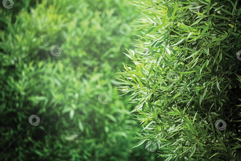 Скачать Ветви деревьев и естественный зеленый фон в размытом виде. Фоновое изображение летнего парка и летний свет фотосток Ozero