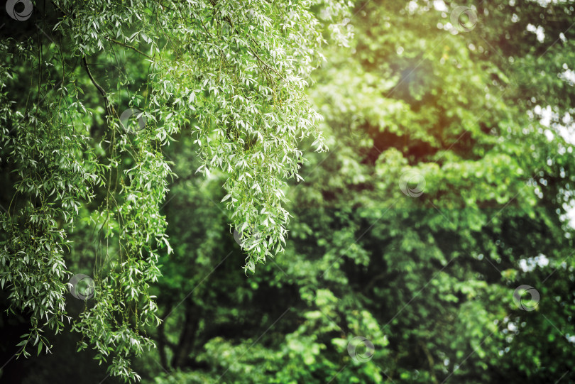 Скачать Ветви деревьев и естественный зеленый фон в размытом виде. Фоновое изображение летнего парка и летний свет фотосток Ozero