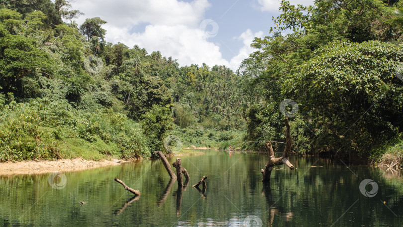 Скачать a river in a tropical jungle, a green array, ferns, palm trees, sunlight	река в тропических джунглях, зеленый массив, папоротники, пальмы, солнечный свет фотосток Ozero