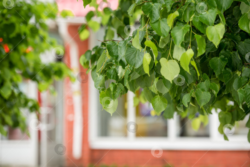 Скачать Ветка липы с листьями на городском фоне фотосток Ozero