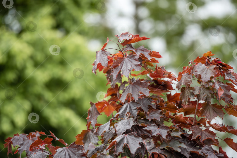 Скачать Ветка из красных кленовых листьев на естественном зеленом фоне фотосток Ozero