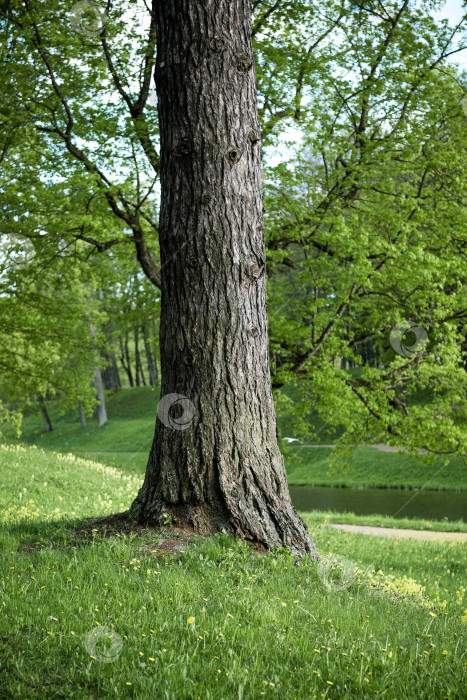 Скачать Ствол дерева в летнем парке фотосток Ozero