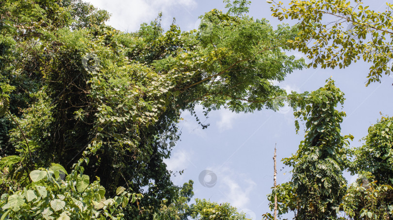 Скачать тропический лес, джунгли на острове в Азии тропический лес, джунгли на острове в Азии фотосток Ozero