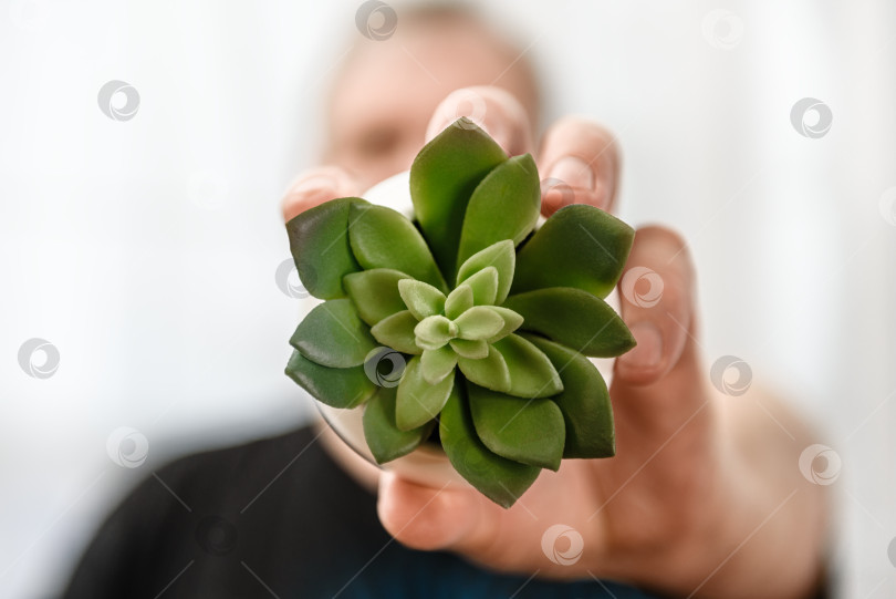 Скачать Крупным планом зеленое растение в маленьком горшке держит мужская рука. фотосток Ozero