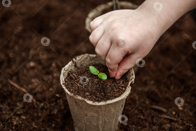 Скачать Руки маленького ребенка посеяли семена в торфяной горшочек.  Концепция Дня Земли и защиты растений.  Торфяные горшочки для посадки фотосток Ozero