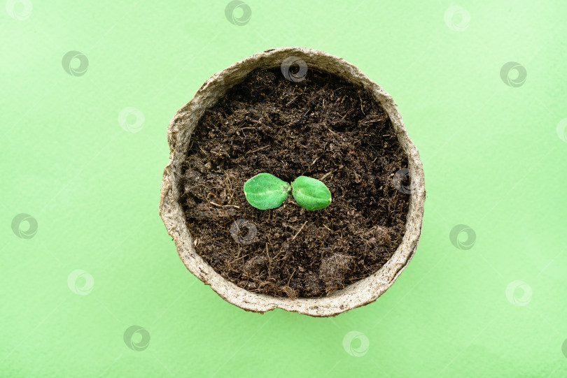 Скачать Рассада растет в горшочках с торфяным мхом. Вид сверху на зеленом фоне. фотосток Ozero