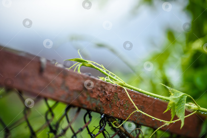 Скачать растение на заборе в каплях дождя. фотосток Ozero