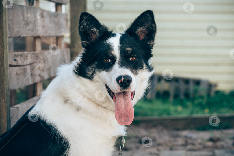 Скачать Молодая собака, сидящая на цепи во дворе, крупным планом фотосток Ozero