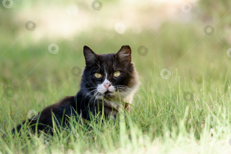 Скачать Большая кошка сидит в зеленой траве. фотосток Ozero