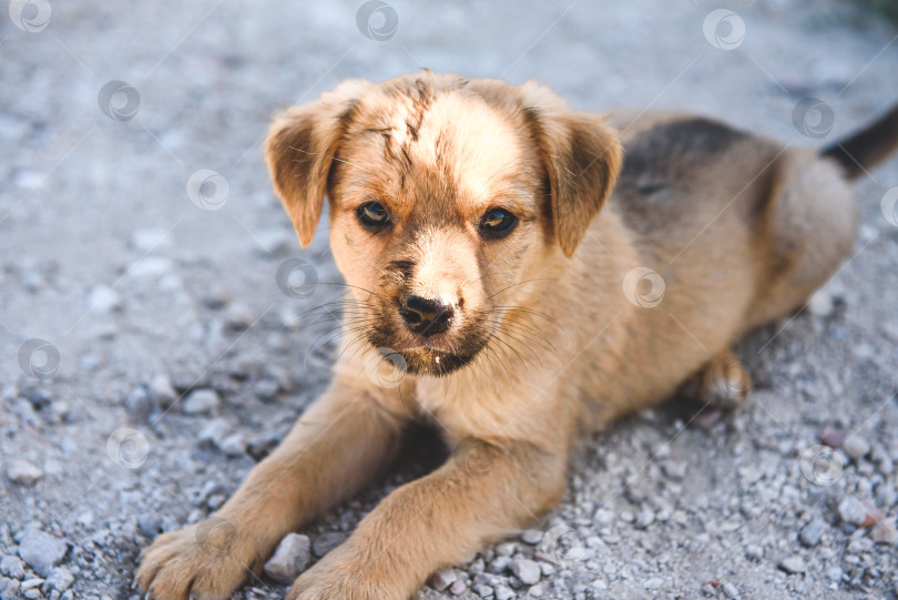 Скачать Маленький рыжий щенок на улице. Бездомное животное. фотосток Ozero
