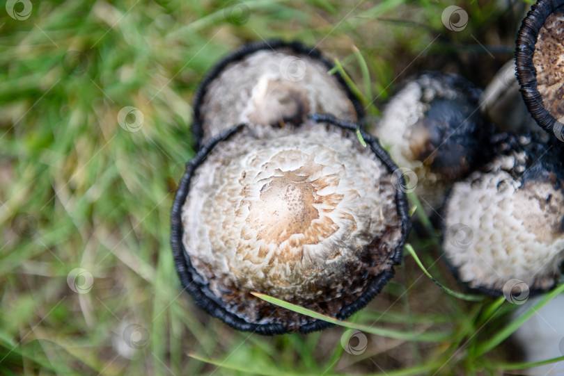 Скачать Большие белые грибы в зеленой траве. Несъедобные грибы. фотосток Ozero