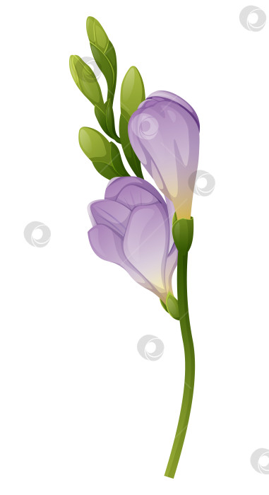 Скачать Красивый пурпурный цветок фрезии на изолированном фоне. Элемент дизайна для свадебных приглашений, открыток. Винтажный букет из цветущей фрезии фотосток Ozero