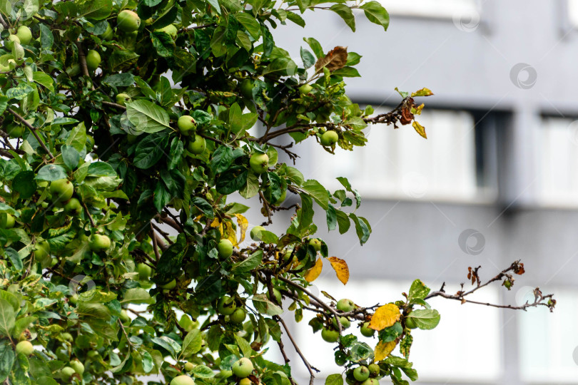 Скачать дикая яблоня в городе на фоне здания фотосток Ozero