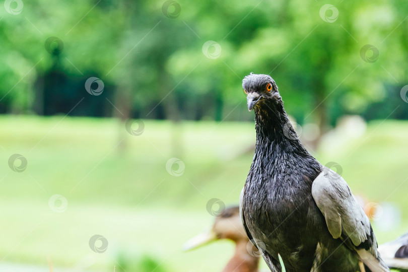 Скачать Уродливый тощий голубь - смотрит в камеру, на фоне зеленой травы фотосток Ozero