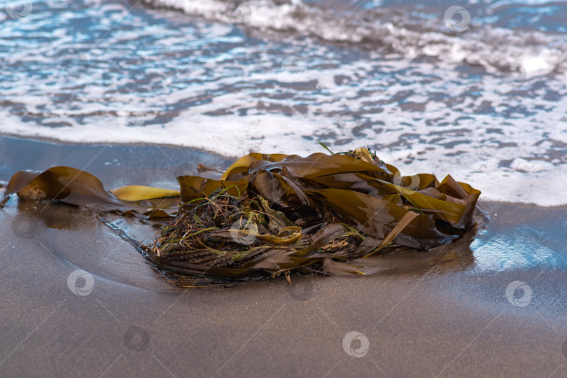 Скачать ламинария водоросли, выброшенные на берег волнами на берегу океана фотосток Ozero