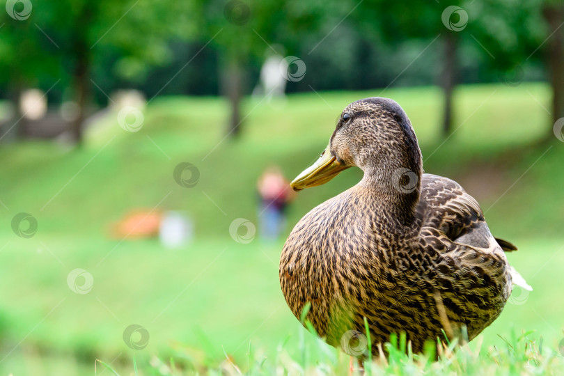 Скачать серая утка прогуливается по зеленой траве у воды - крупный план фотосток Ozero