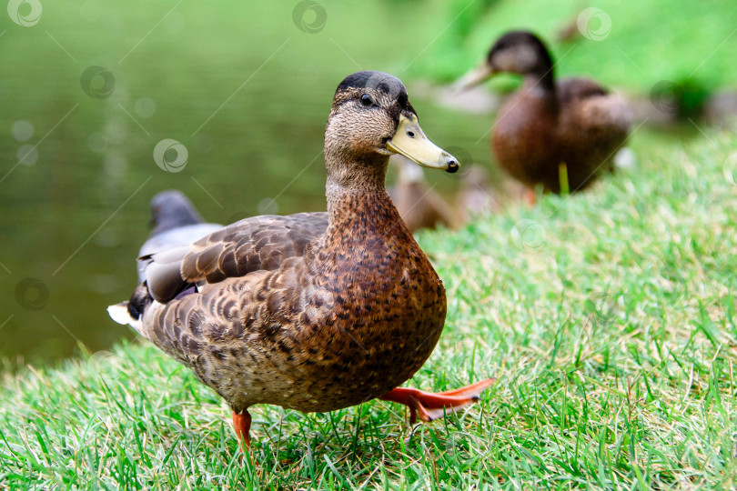 Скачать серая утка прогуливается по зеленой траве у воды - крупный план фотосток Ozero